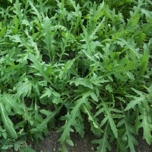 Madársaláta, rukkola