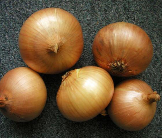 Áttelelő vöröshagyma