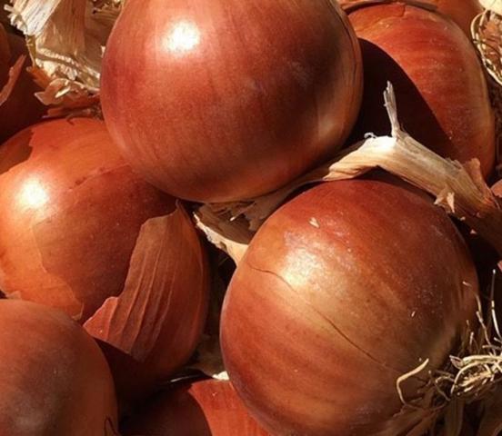 Tavaszi vetésű vöröshagyma