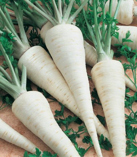 Petrezselyem/Pasztinák