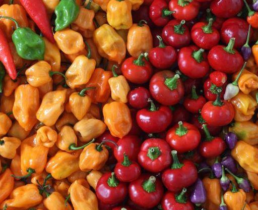 Chili, habanero, jalapeno, snack paprika